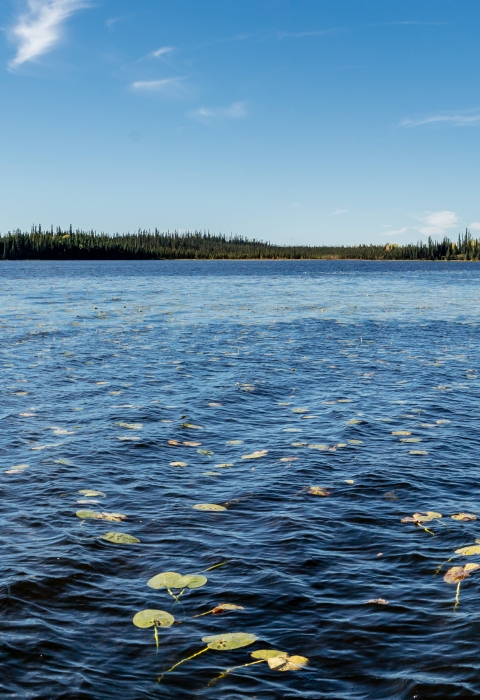 northern lake with fall colors and spruce