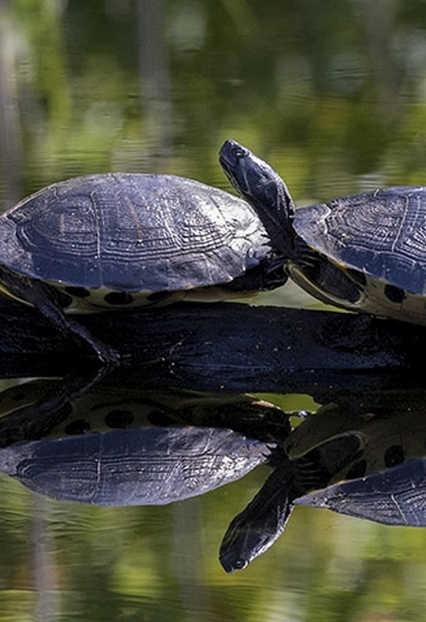 Four turtles standing side-by-side, head-to-tail on a log in water