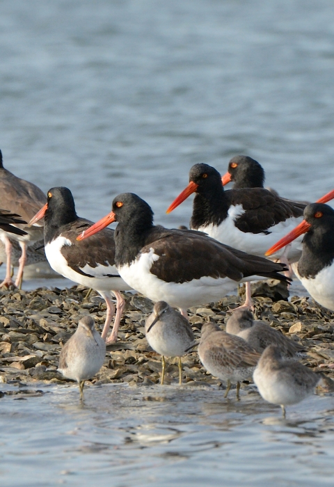 American oystercatchers and dunlin stand on small shell mound in estuary at Cape Romain NWR. 