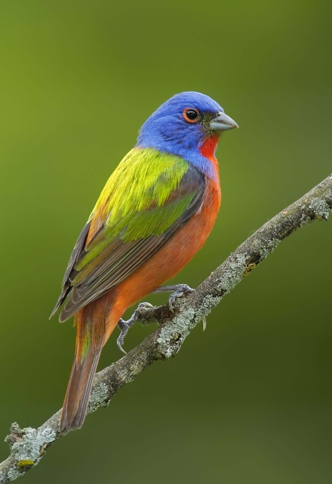 Painted Bunting