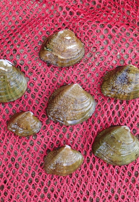 Western fanshell mussels