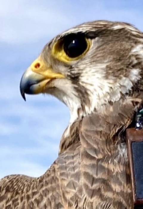 Prairie falcon with transmitter