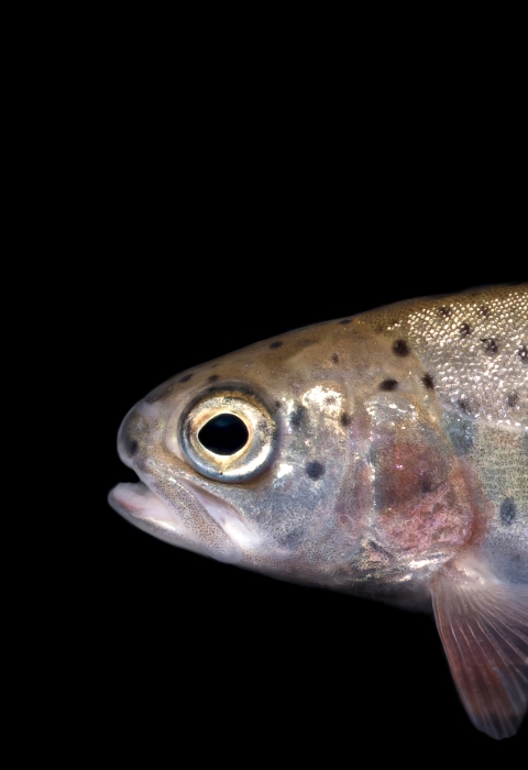 A juvenile fish seems to float in front of a black background. The fish had small spots and a red stripe running down its body.