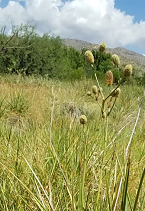 Tall thin stalks supporting multiple conical flowers (Arizona eryngo) in the foreground, with tall grass, thick forest and desert hills in the background.
