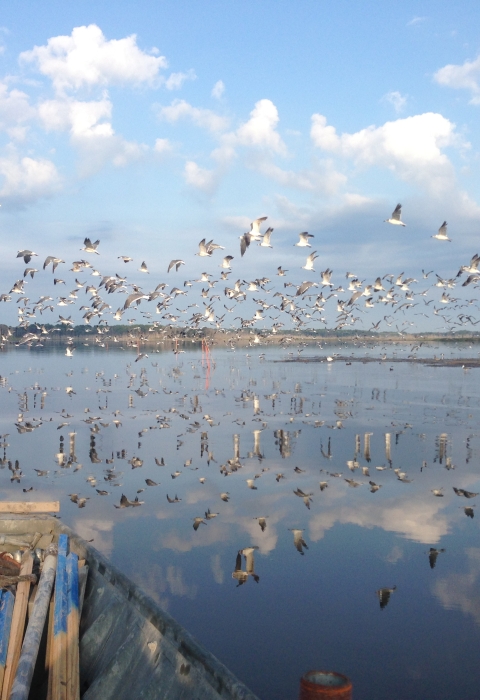 birds flying over open water marsh