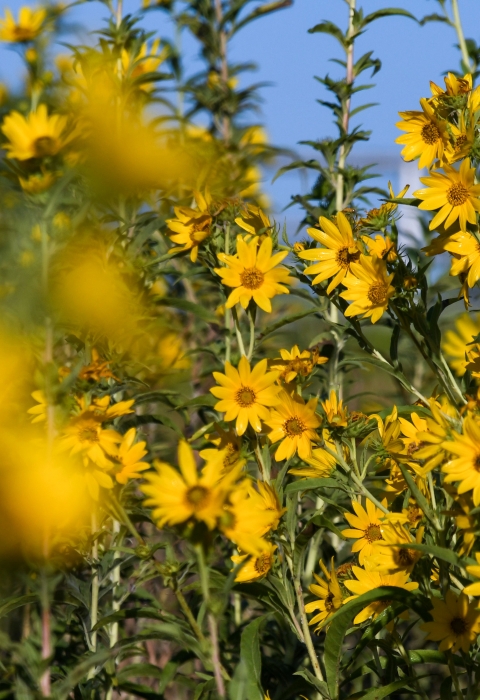 the frame is filled with bright yellow blossoms of Maximilian sunflowers