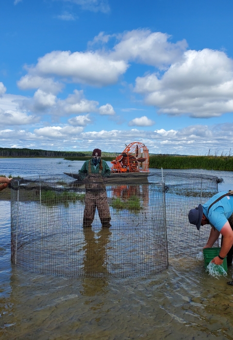 three biologists work to build metal trap to catch ducks in a wetland