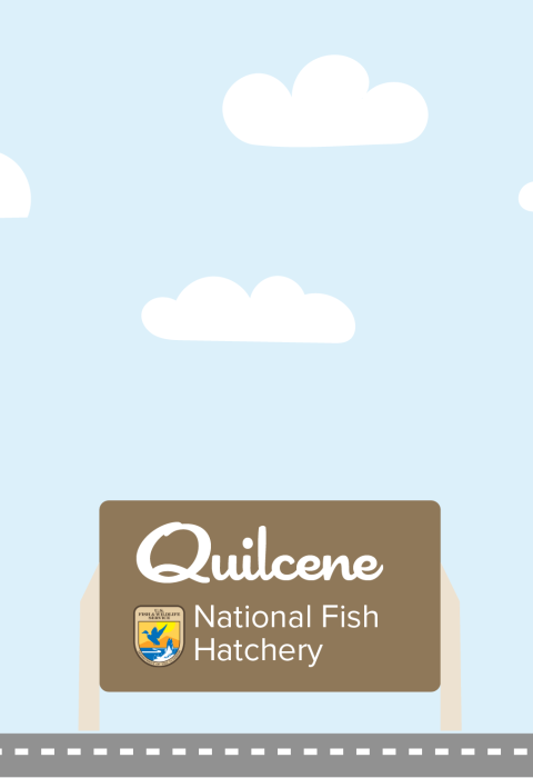 A graphic featuring a light blue sky with puffy clouds. At the bottom of the graphic, a fish drives a car along a road toward a sign that reads "Quilcene National Fish Hatchery"