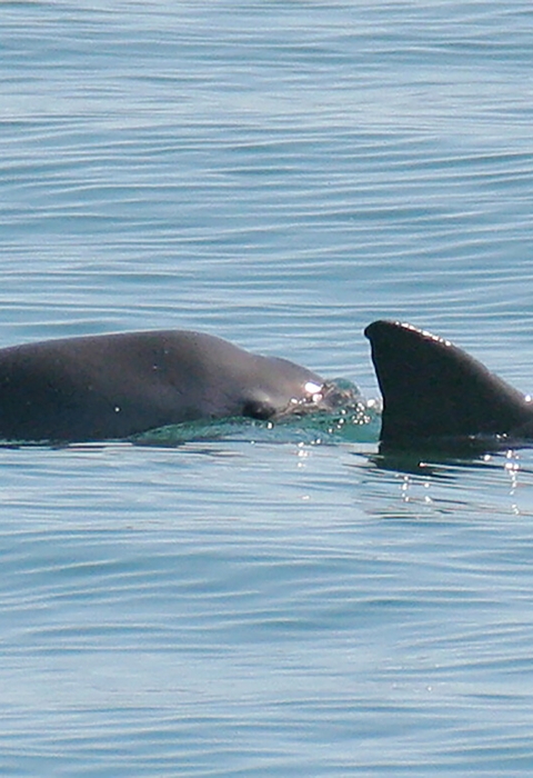 A vaquita mother (right) and her calf (left) can be seen as they surface in the waters off San Felipe_Paula Olson NOAA.jpg