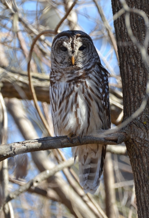 barred owl perched in a tree