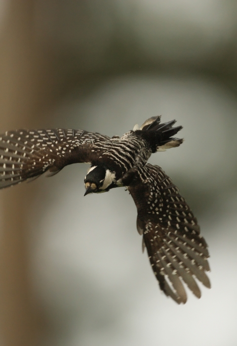 a bird flies away from the trunk of a tree