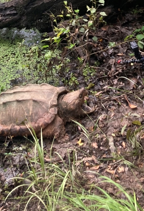 Alligator snapping turtle