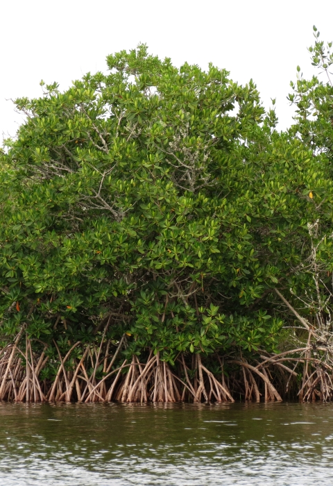 A mangrove bush along the coast.