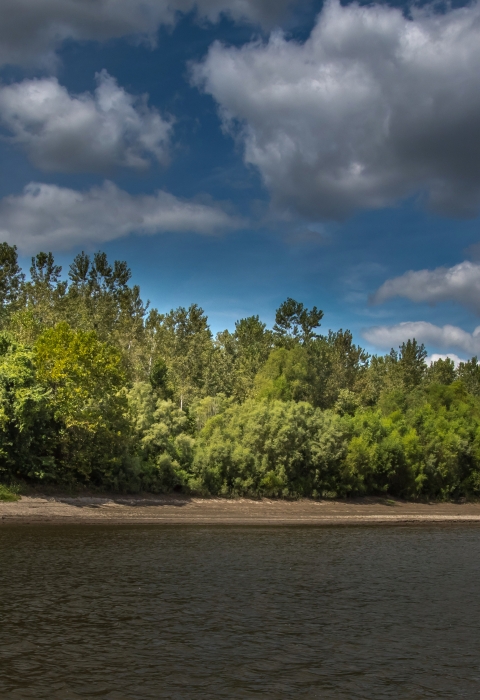 A river lined with green trees