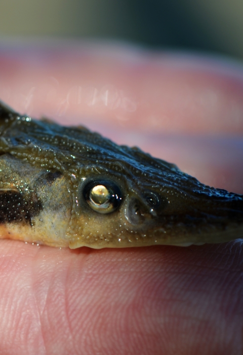 A biologist holds a juvenile lake sturgeon