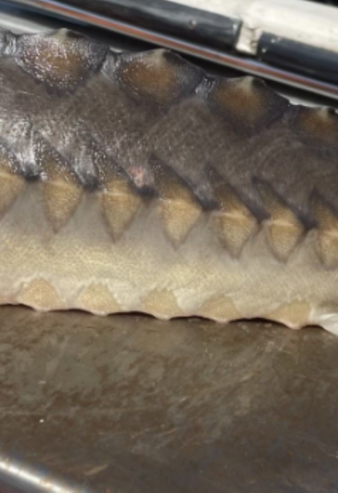 Juvenile Atlantic sturgeon being weighed after collection in the St Marys River FL/GA