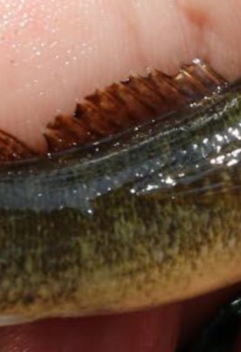 A biologist holds a barrens darter.