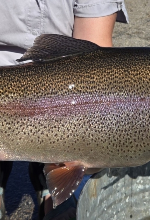 One of the larger Rainbow trout removed from the display raceway
