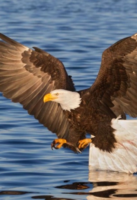 Eagle