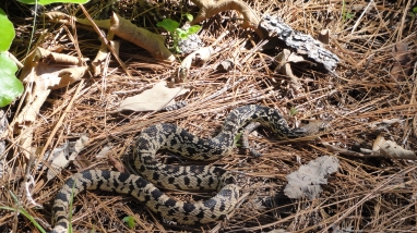 a snake on the forest floor