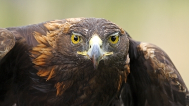 golden eagle