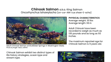 Columbia River FWCO Salmon in the Classroom Tank Resources: Pacific Salmon Fact Sheets