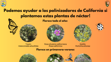 Podemos ayudar a los polinizadores de California si plantamos estas plantas de néctar