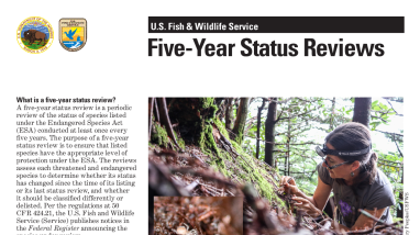 Five-Year Status Reviews under the Endangered Species Act