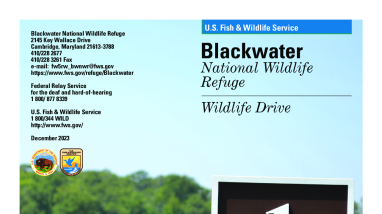 Blackwater NWR Wildlife Drive Guide