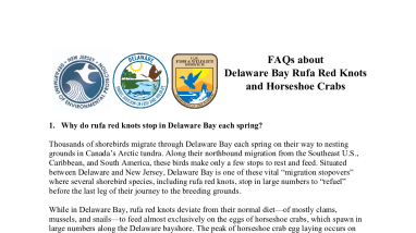 Frequently Asked Questions (F.A.Q.s) about Delaware Bay Rufa Red Knots and Horseshoe Crabs