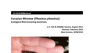 Ecological Risk Screening Summary - Eurasian Minnow (Phoxinus phoxinus) - High Risk