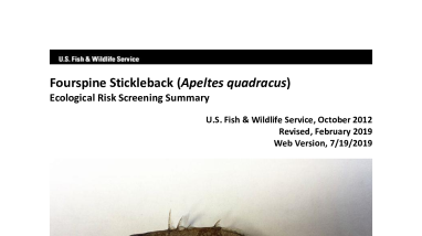 Ecological Risk Screening Summary - Fourspine Stickleback (Apeltes quadracus) - Uncertain Risk