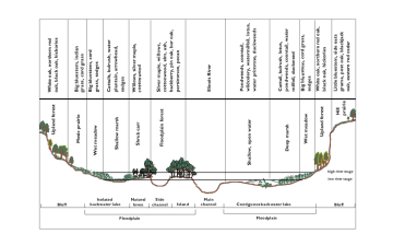 Image Description Illinois River Floodplain Crosse Section Infor Graphic