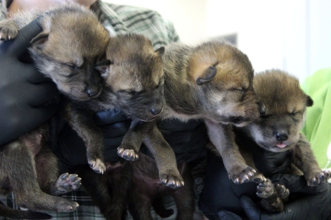 four mexican wolf puppies are held in a biologist's hands