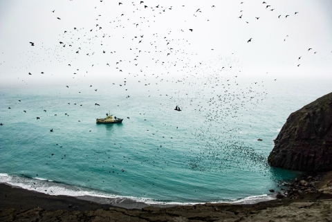 ship seen through a seabird flock