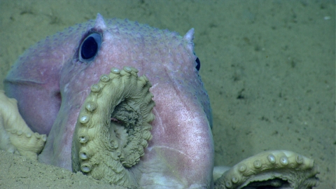 a pink octopus sitting on the sea floor.