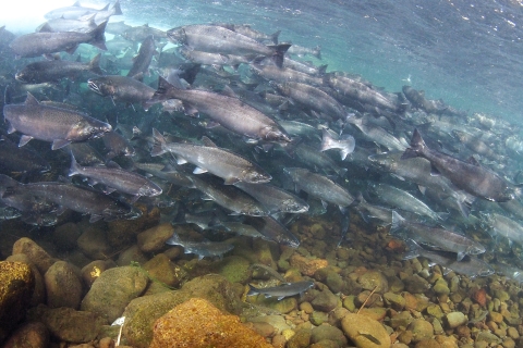 Adult coho salmon swimming in the Big Quilcene River.