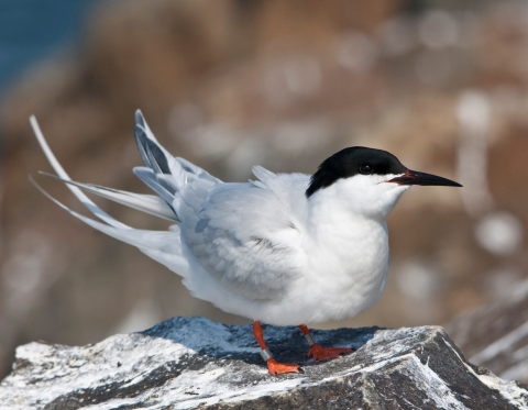 A roseate tern on Falkner Island