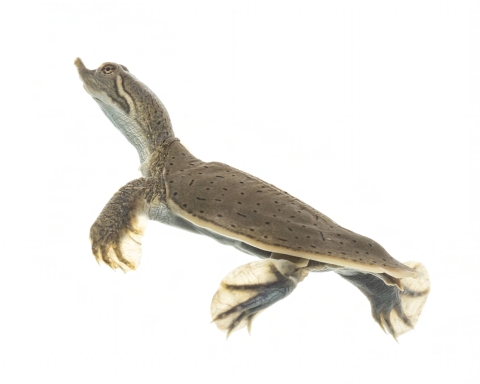 Full shot on white background of an alligator snapping turtle