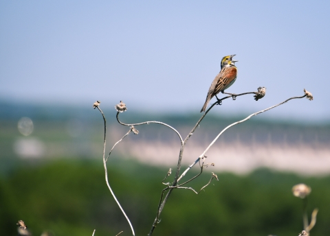 Dickcissel singing on vegetation