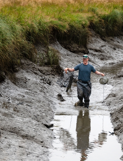 Service employee wades in an estuary while holding a crab trap in one hand and a minnow trap in the other. 