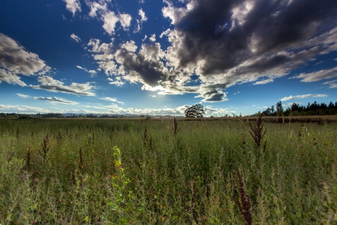 View of a green field under a blue sky with some clouds.