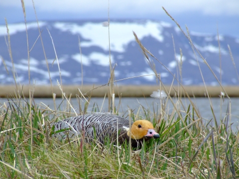 Emperor Goose nesting