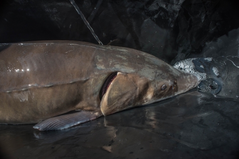 Closeup of lake sturgeon swimming in the Niagara River.