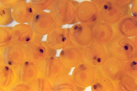 Eyed Atlantic Salmon eggs