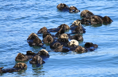 Many sea otters floating in the ocean