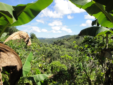Lanscape of tropical foliage framed by banana leaves on both sides, with rolling hills in the distance