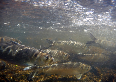 Herring swim in a river