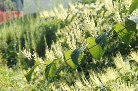 Japanese knotweed branch and flowers