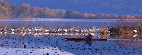 Kayaking in one of the refuge pools, a group of American white pelicans in the background
